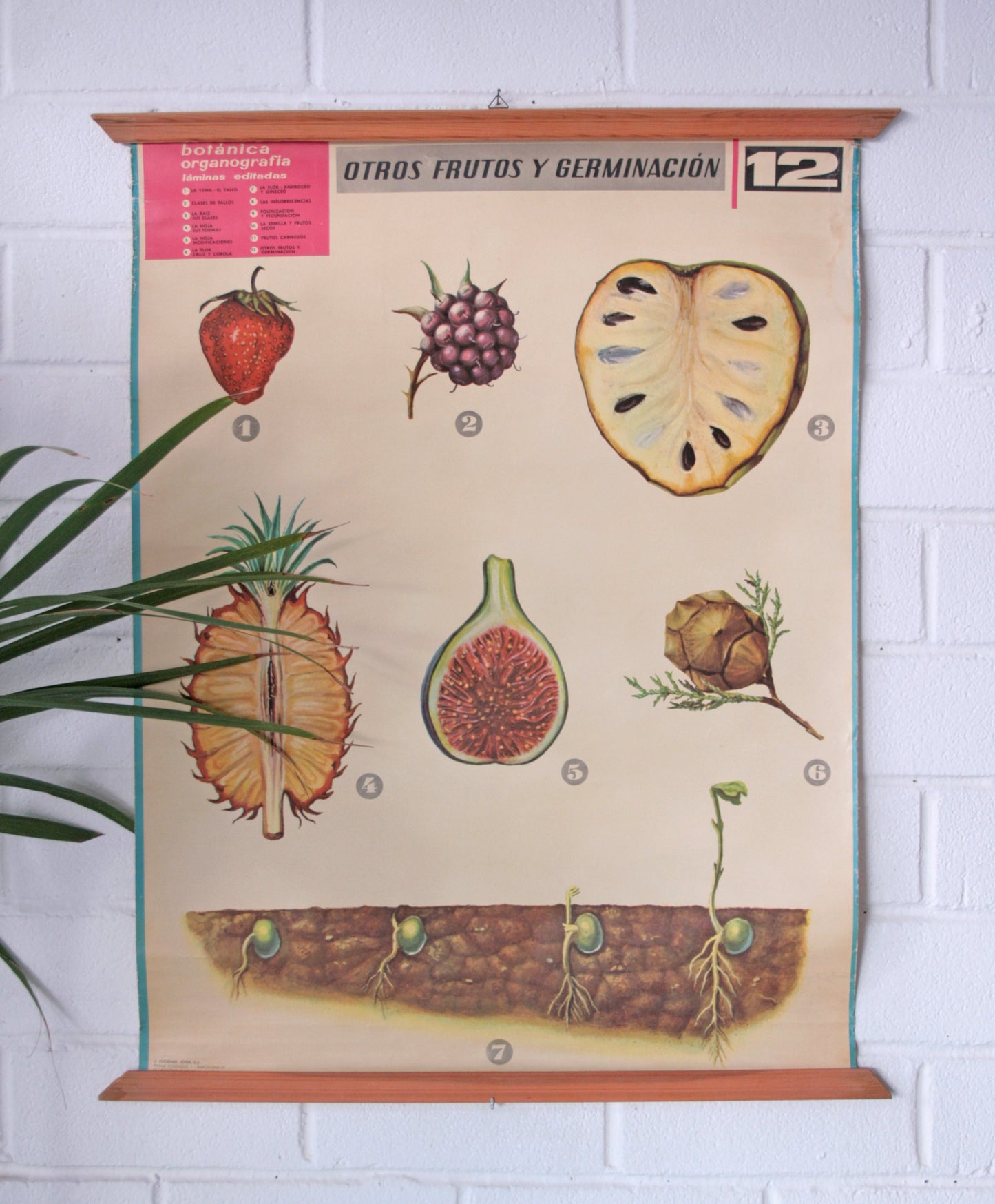 Carteles botánica