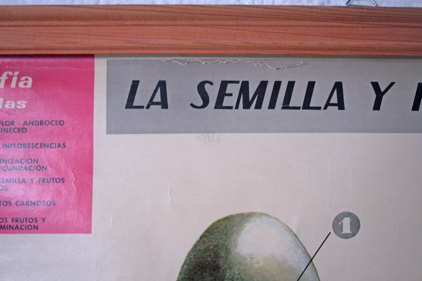 Carteles botánica