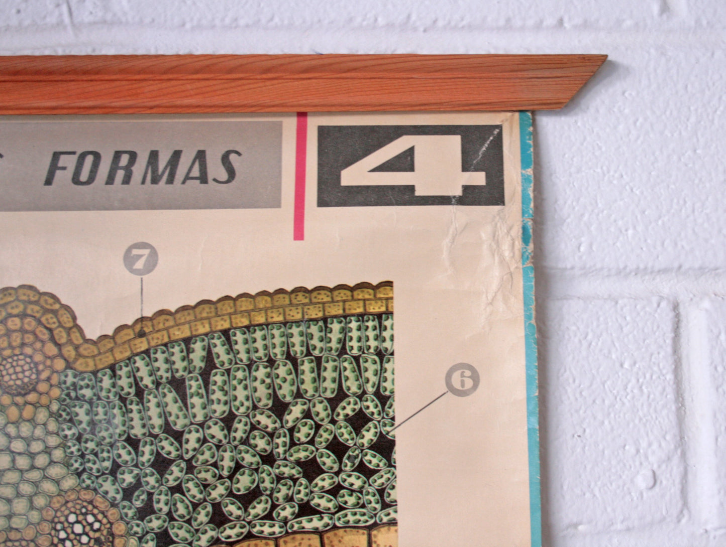 Carteles botánica