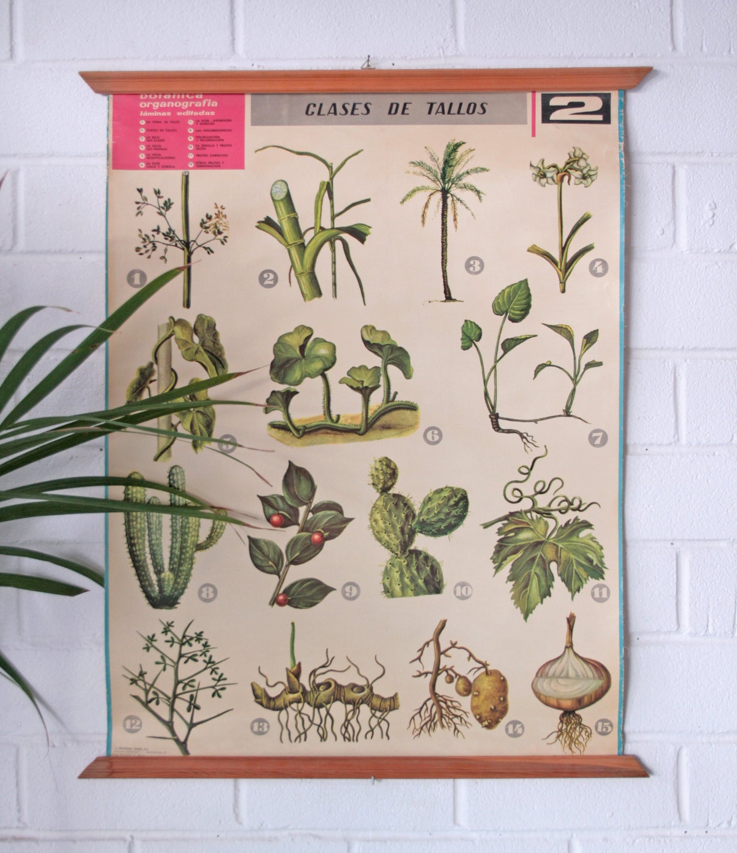 Carteles botánica