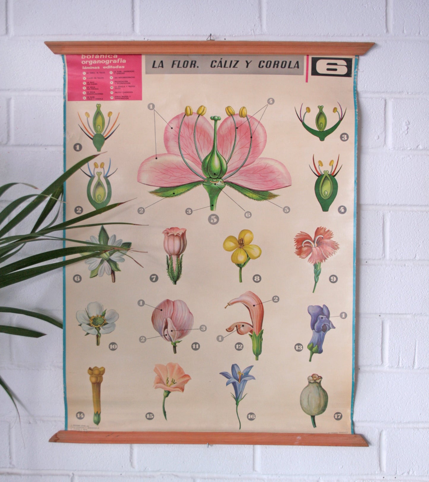 Carteles botánica