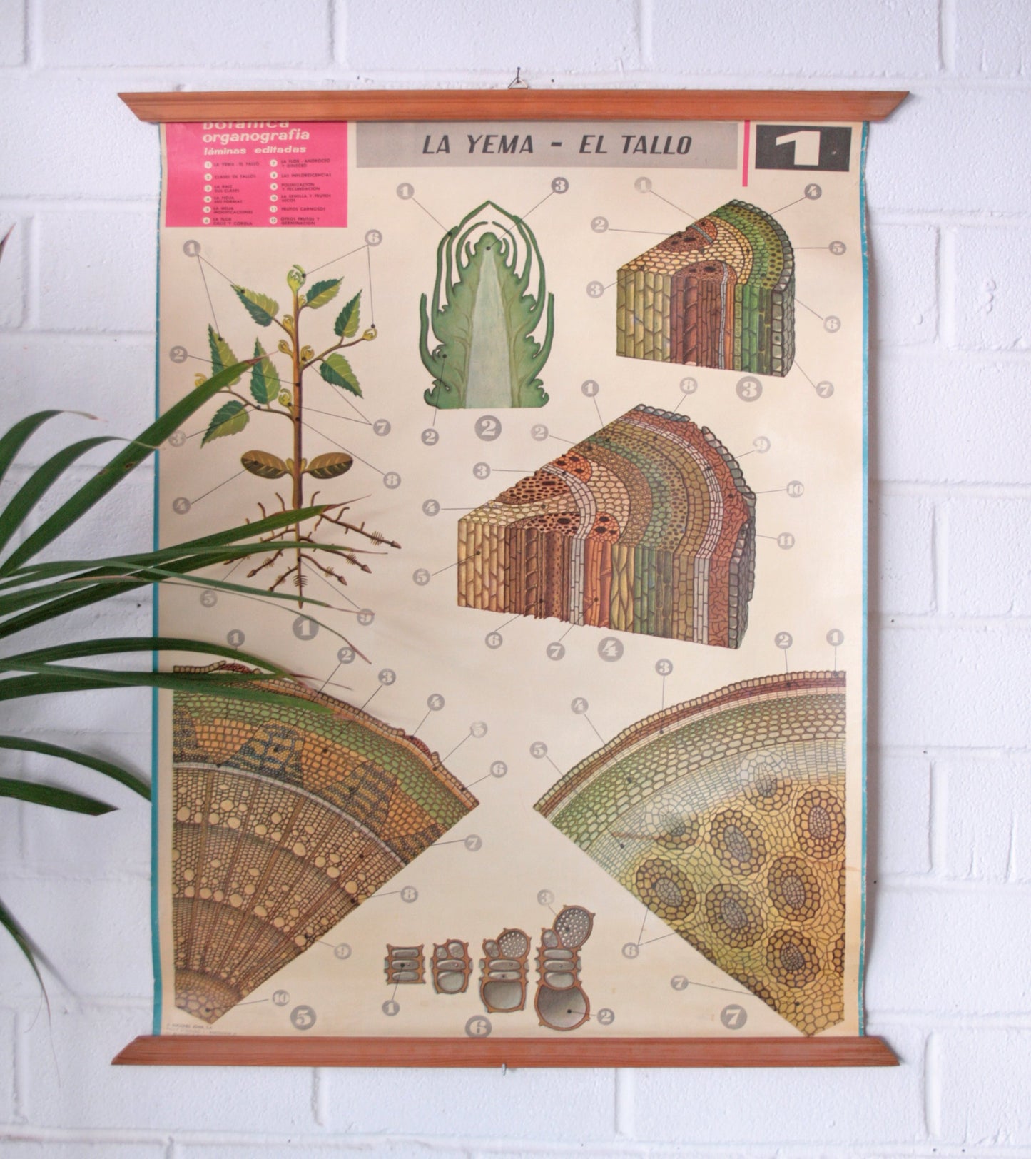 Carteles botánica