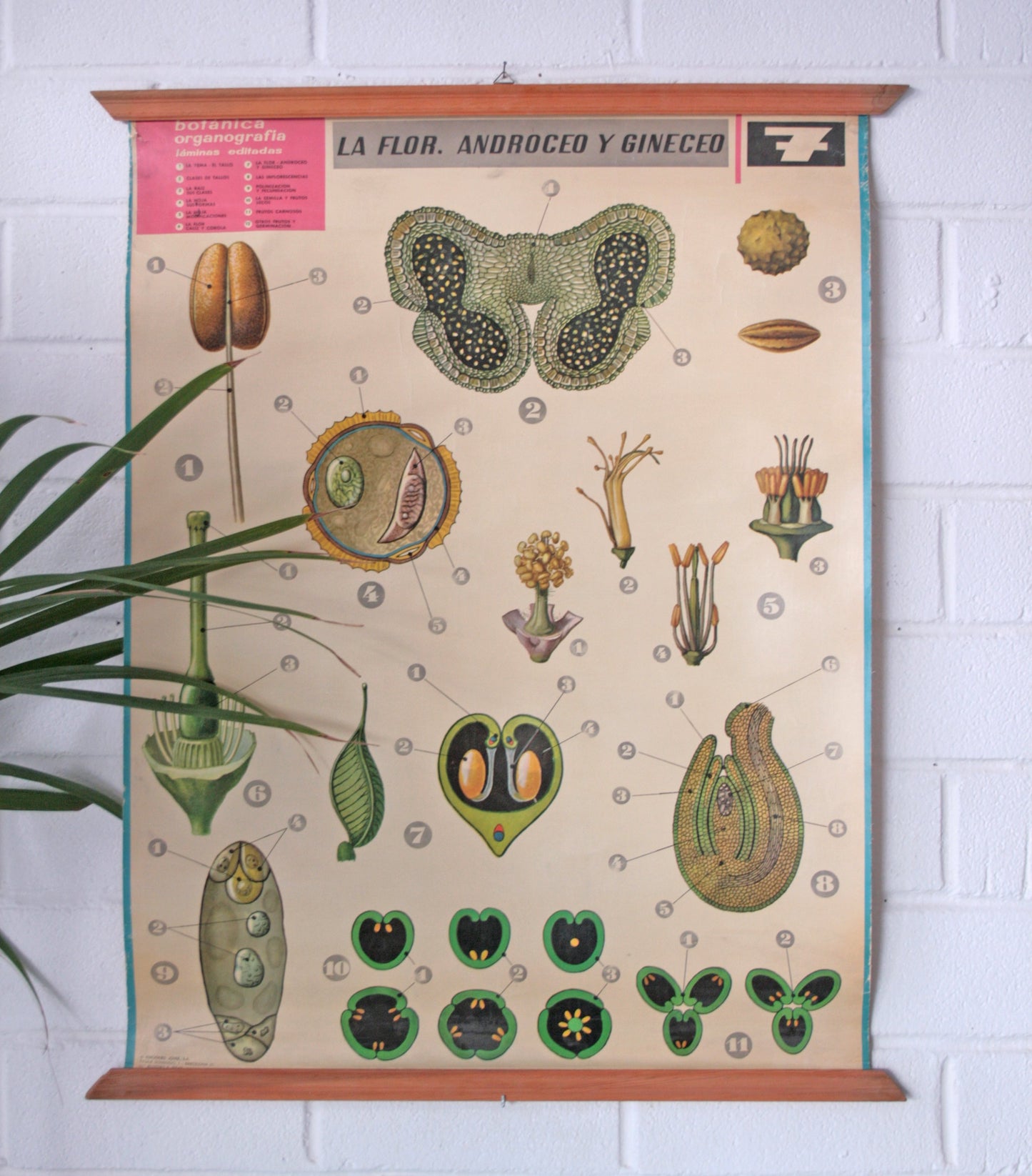 Carteles botánica