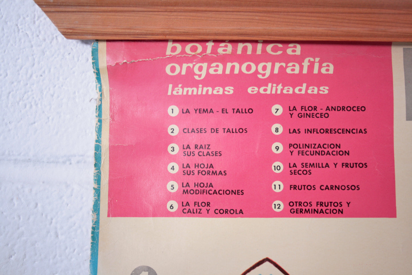Carteles botánica