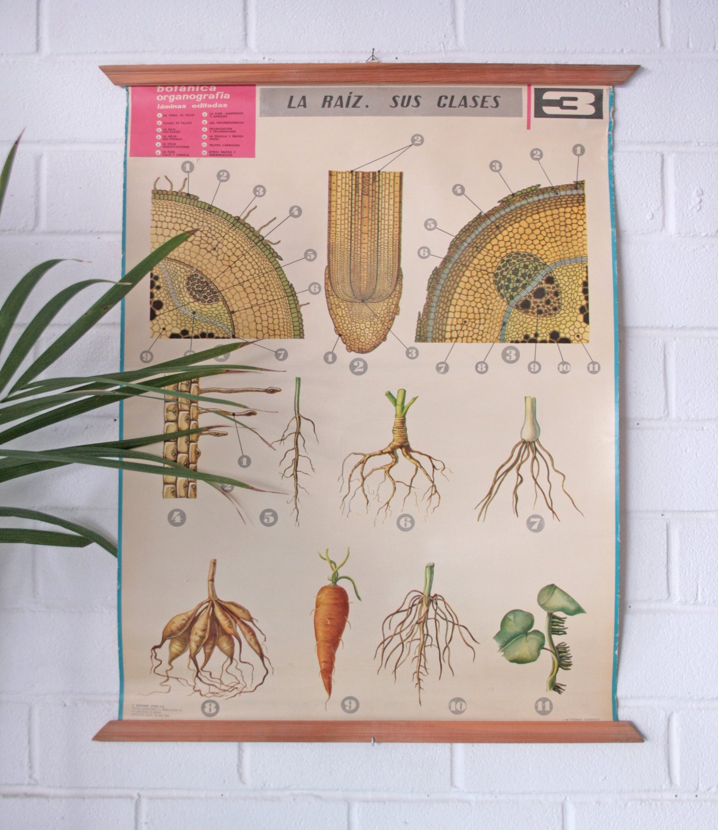 Carteles botánica