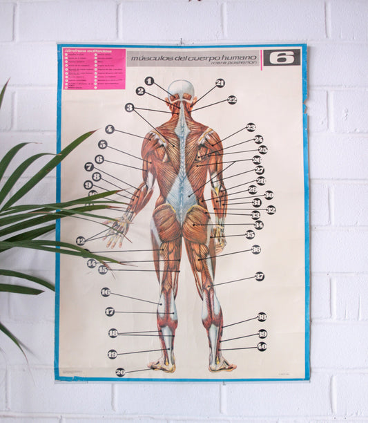 Cartel músculos cara posterior.