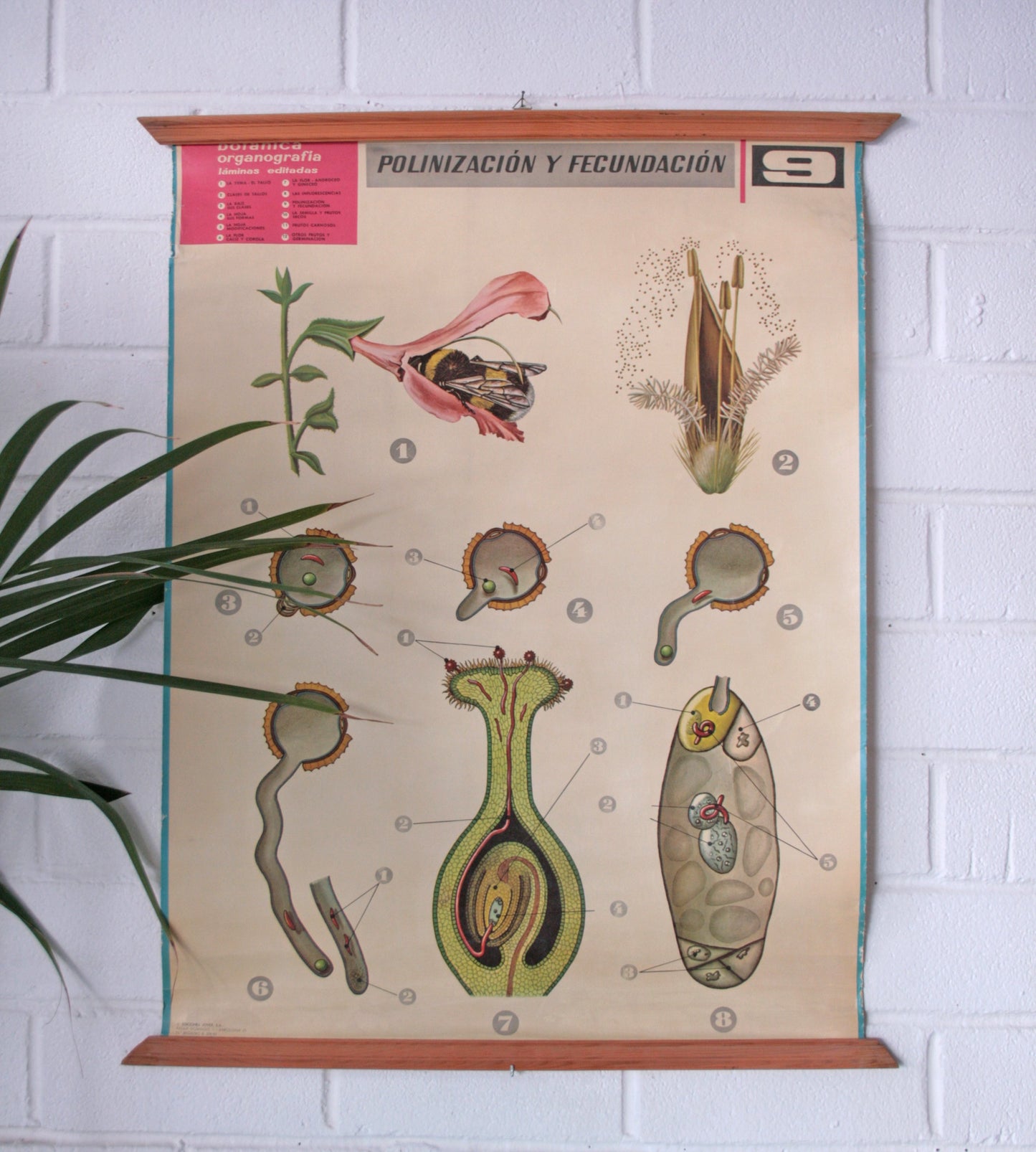 Carteles botánica