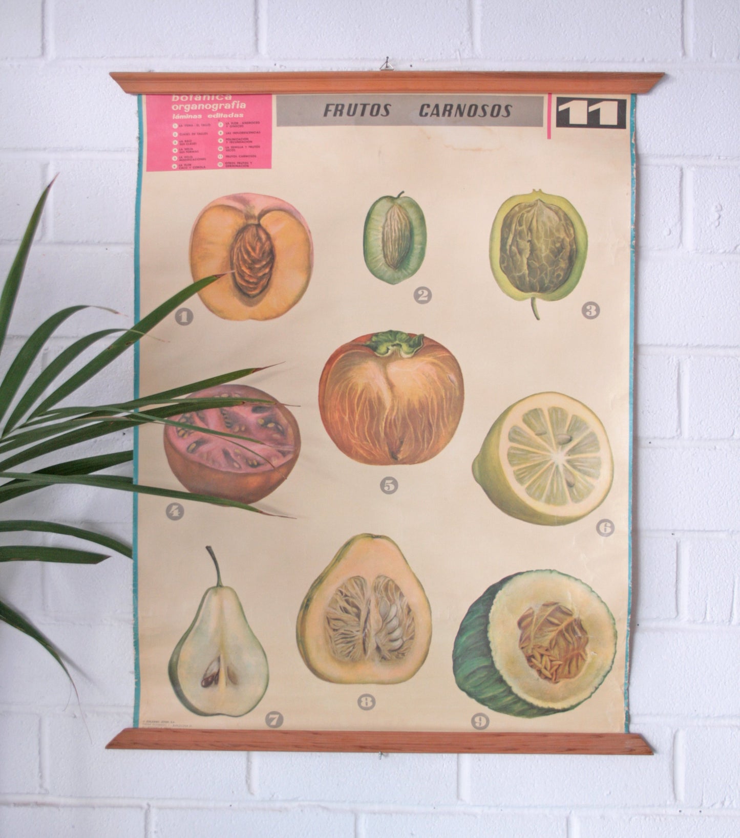 Carteles botánica
