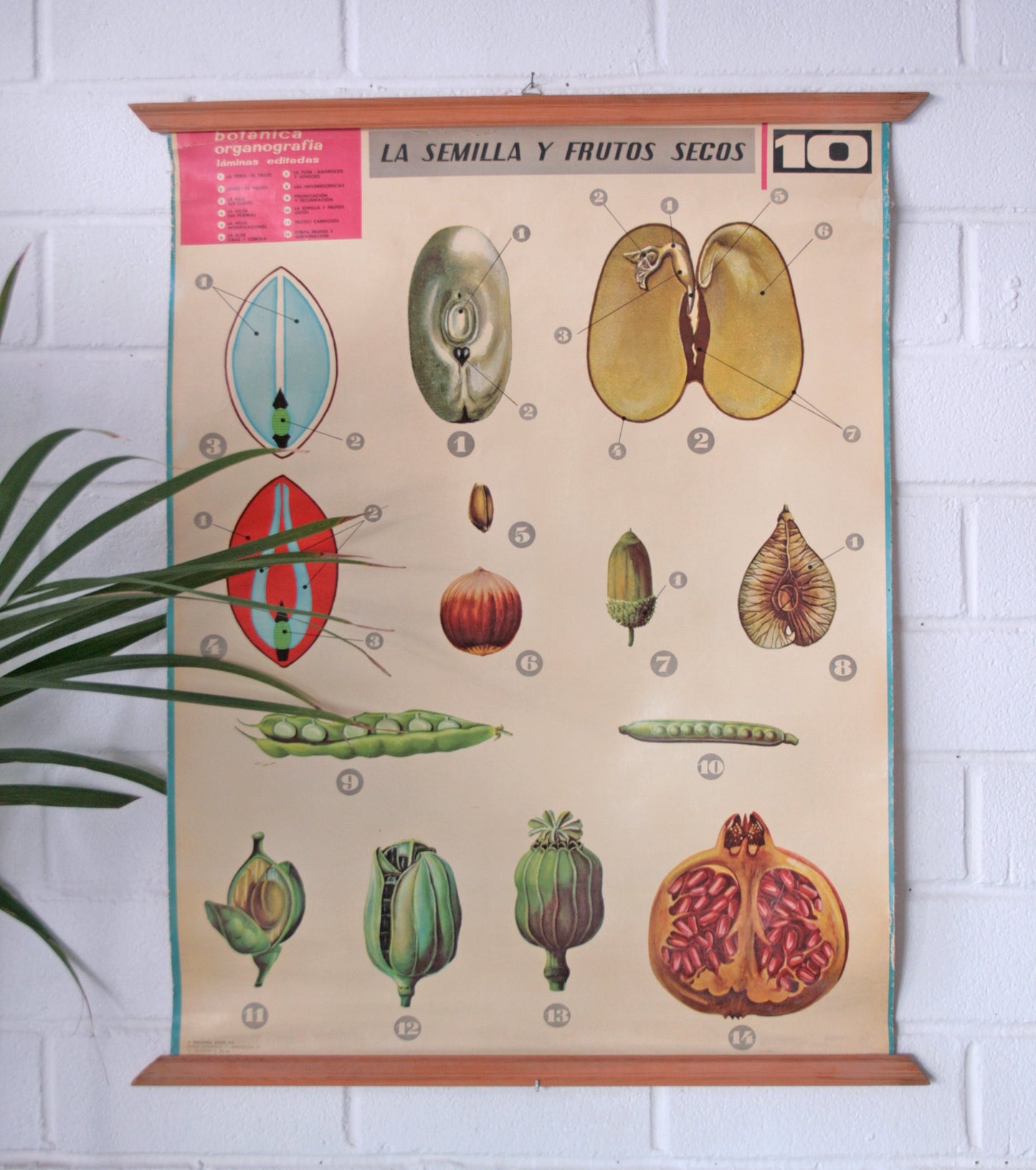Carteles botánica