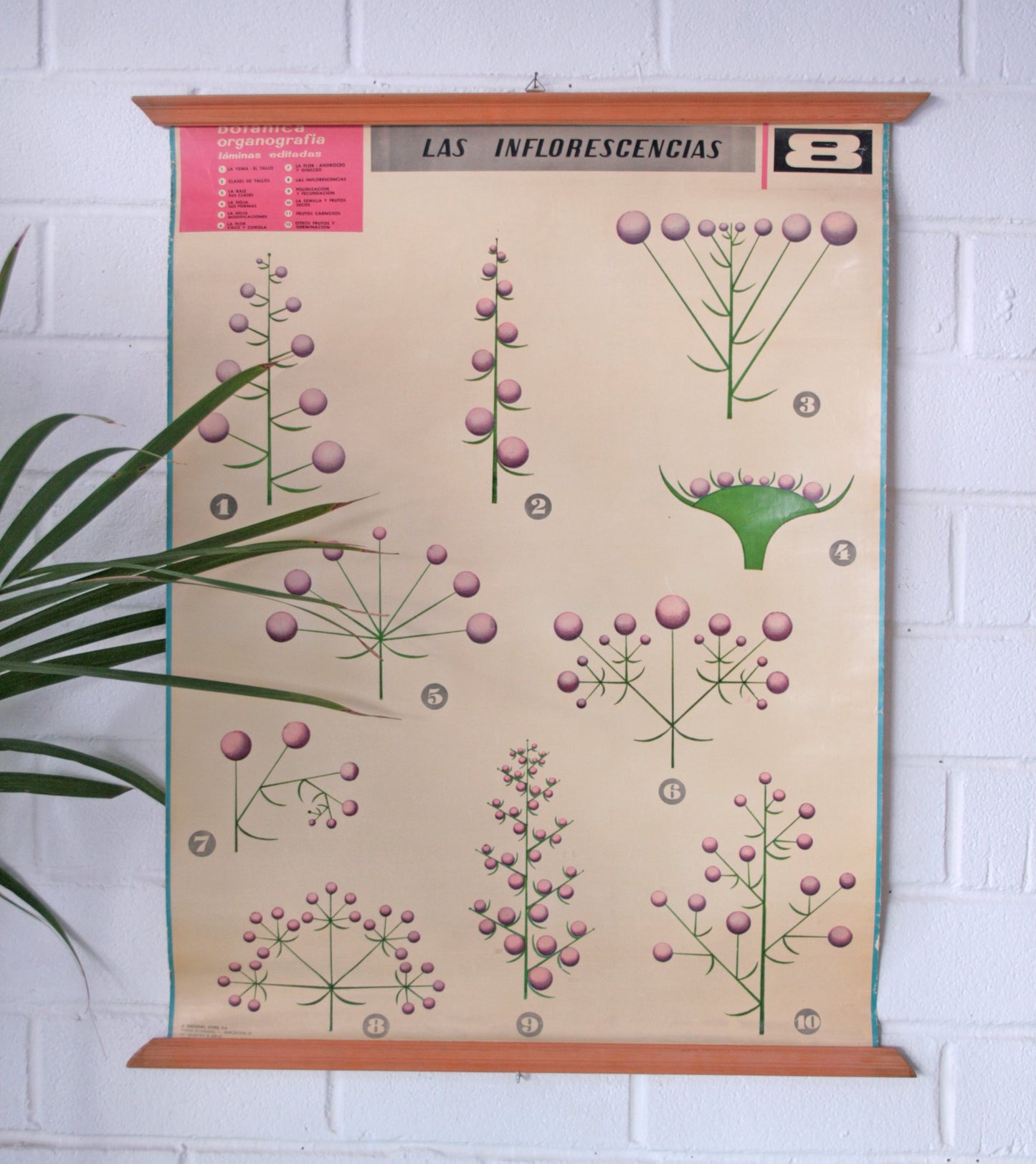 Carteles botánica