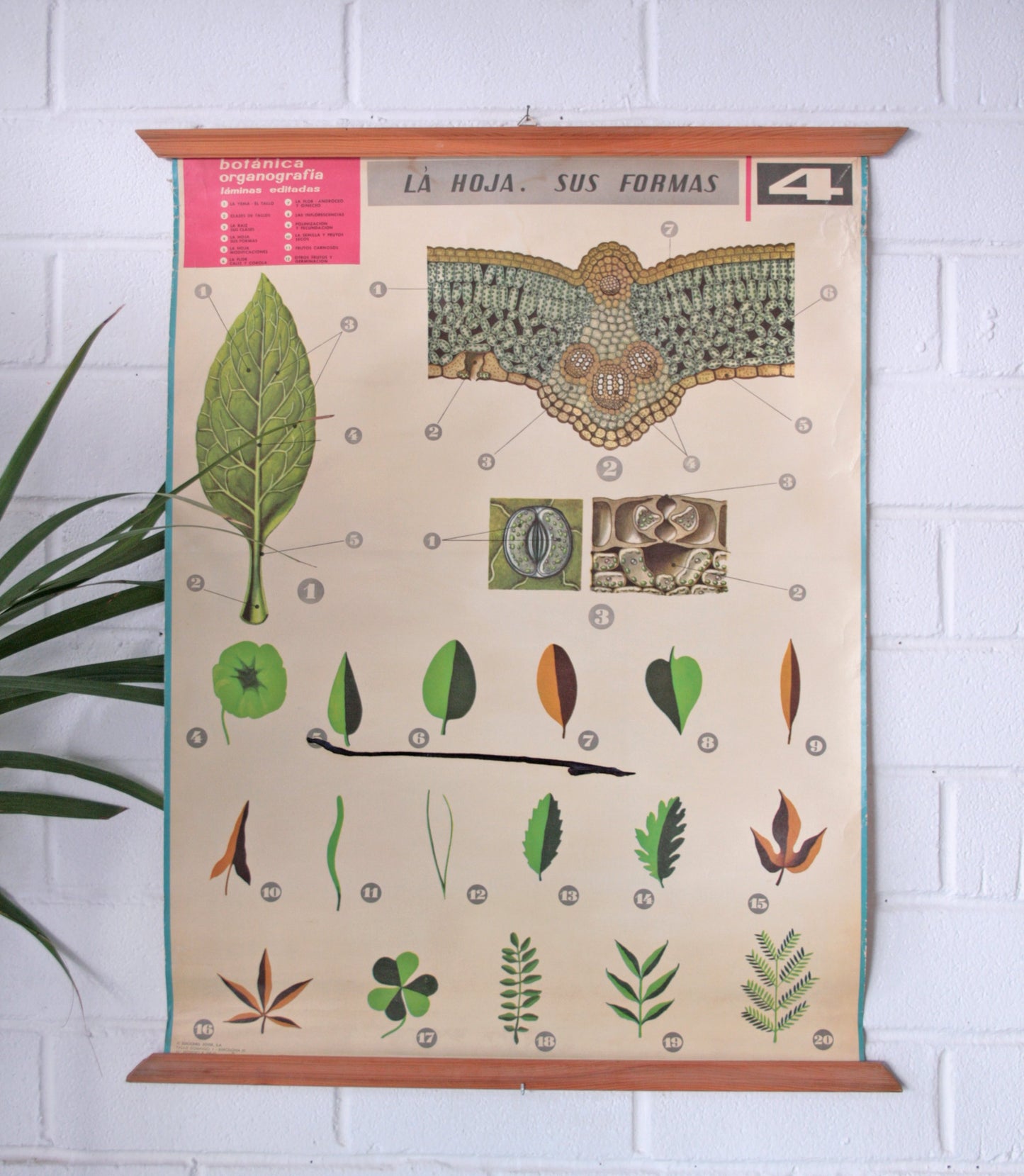 Carteles botánica