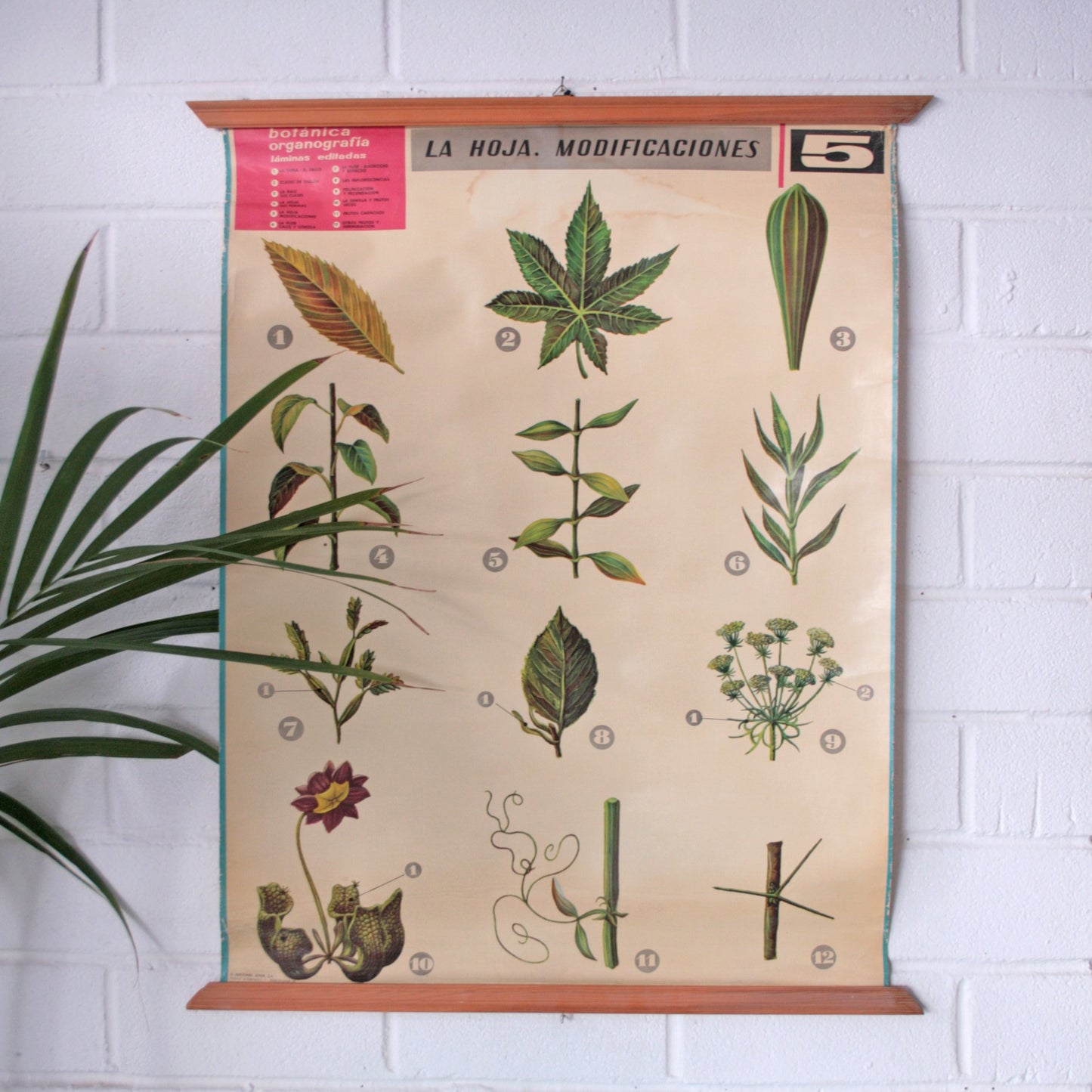 Carteles botánica