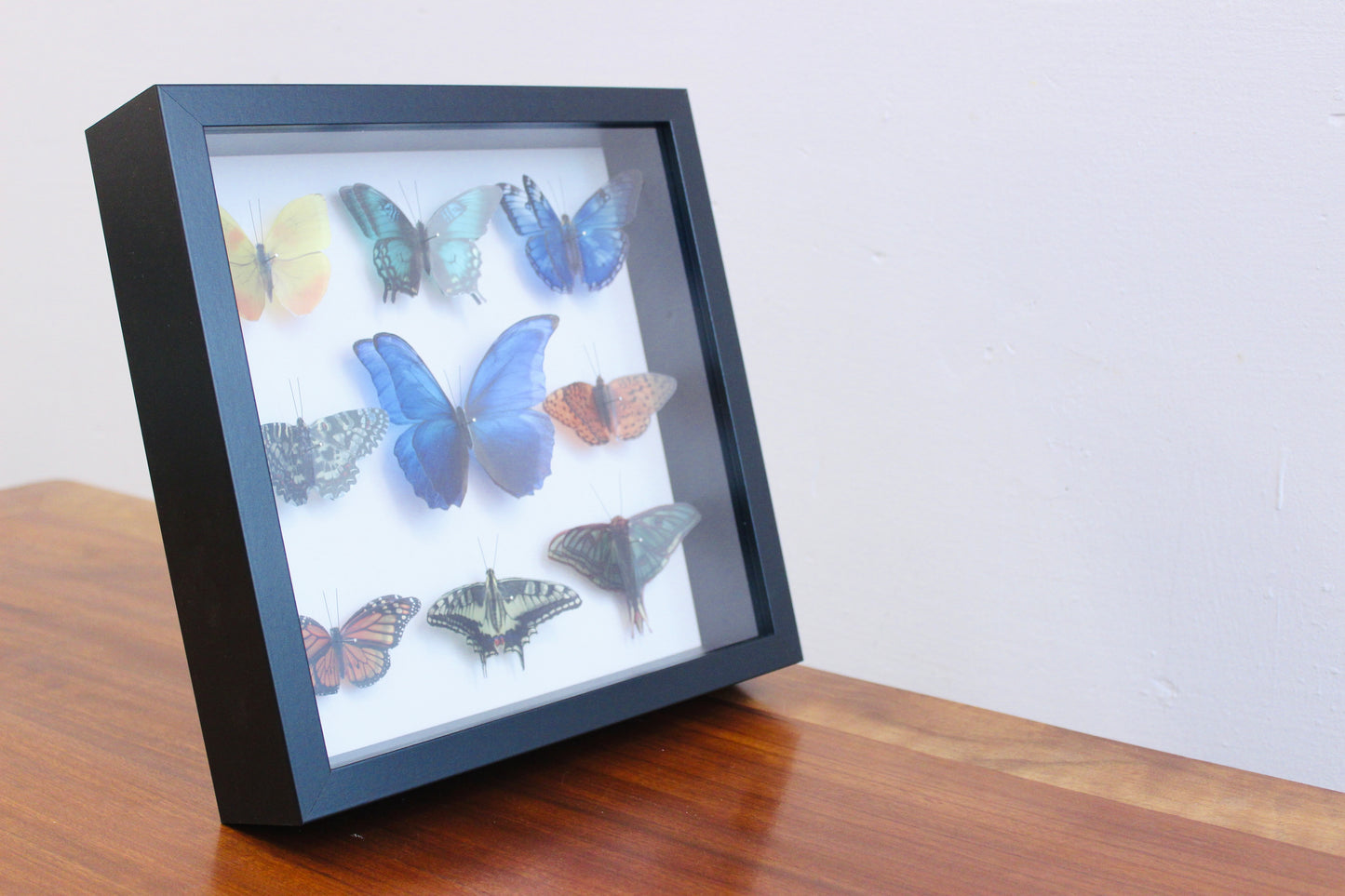 CUADRO/ CAJA ENTOMOLÓGICA DE MARIPOSAS