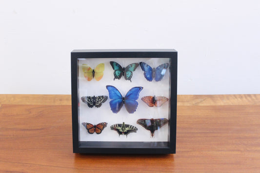 CUADRO/ CAJA ENTOMOLÓGICA DE MARIPOSAS