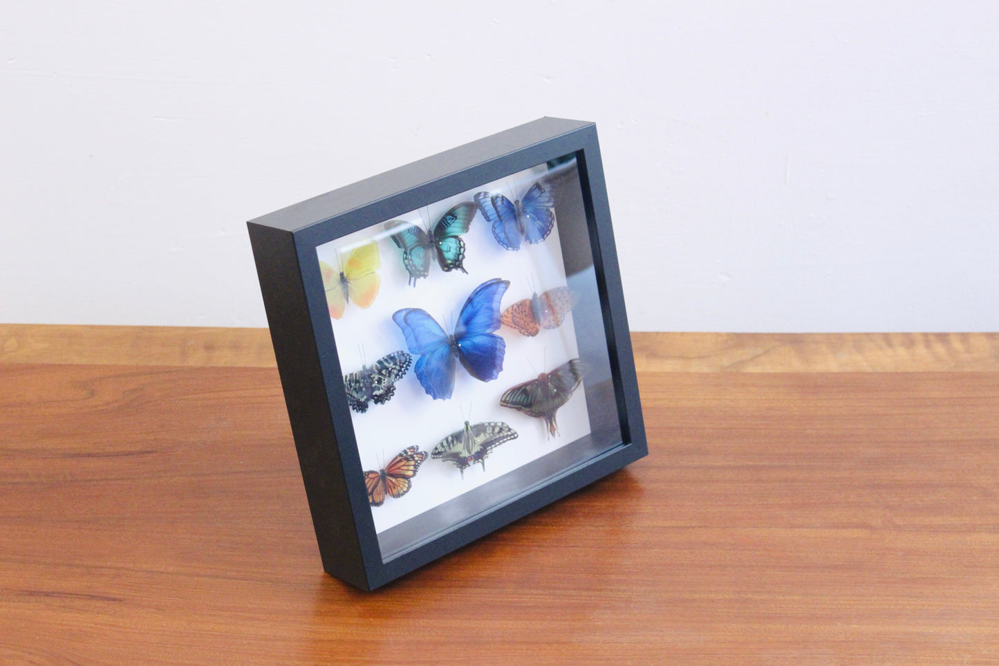 CUADRO/ CAJA ENTOMOLÓGICA DE MARIPOSAS