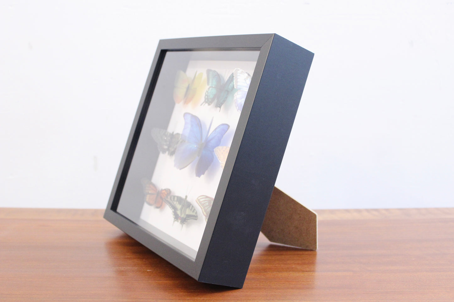 CUADRO/ CAJA ENTOMOLÓGICA DE MARIPOSAS