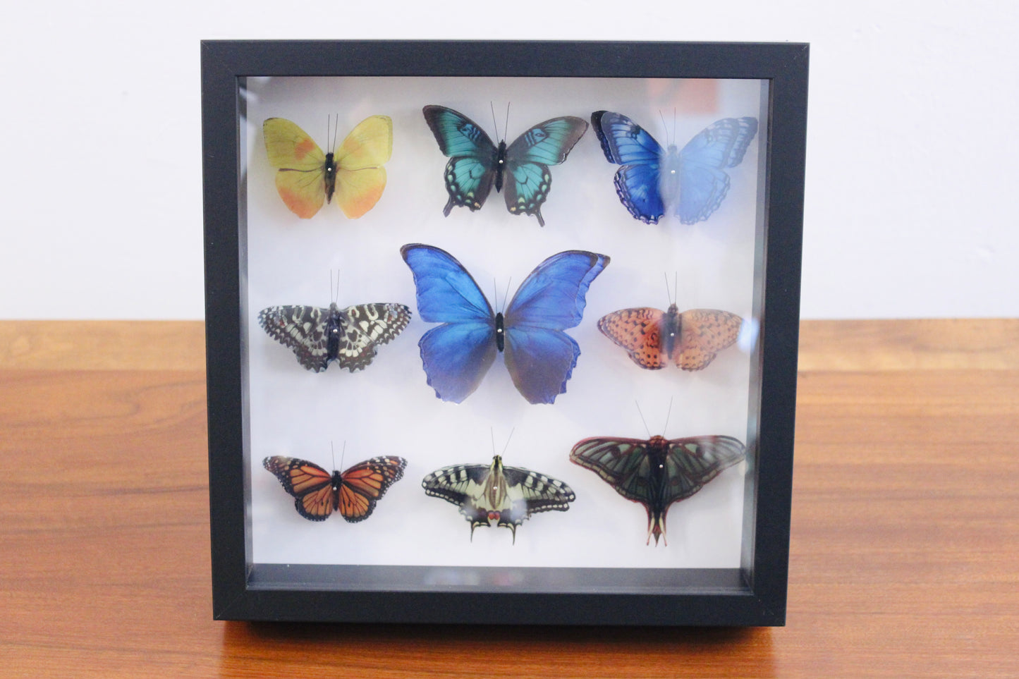 CUADRO/ CAJA ENTOMOLÓGICA DE MARIPOSAS