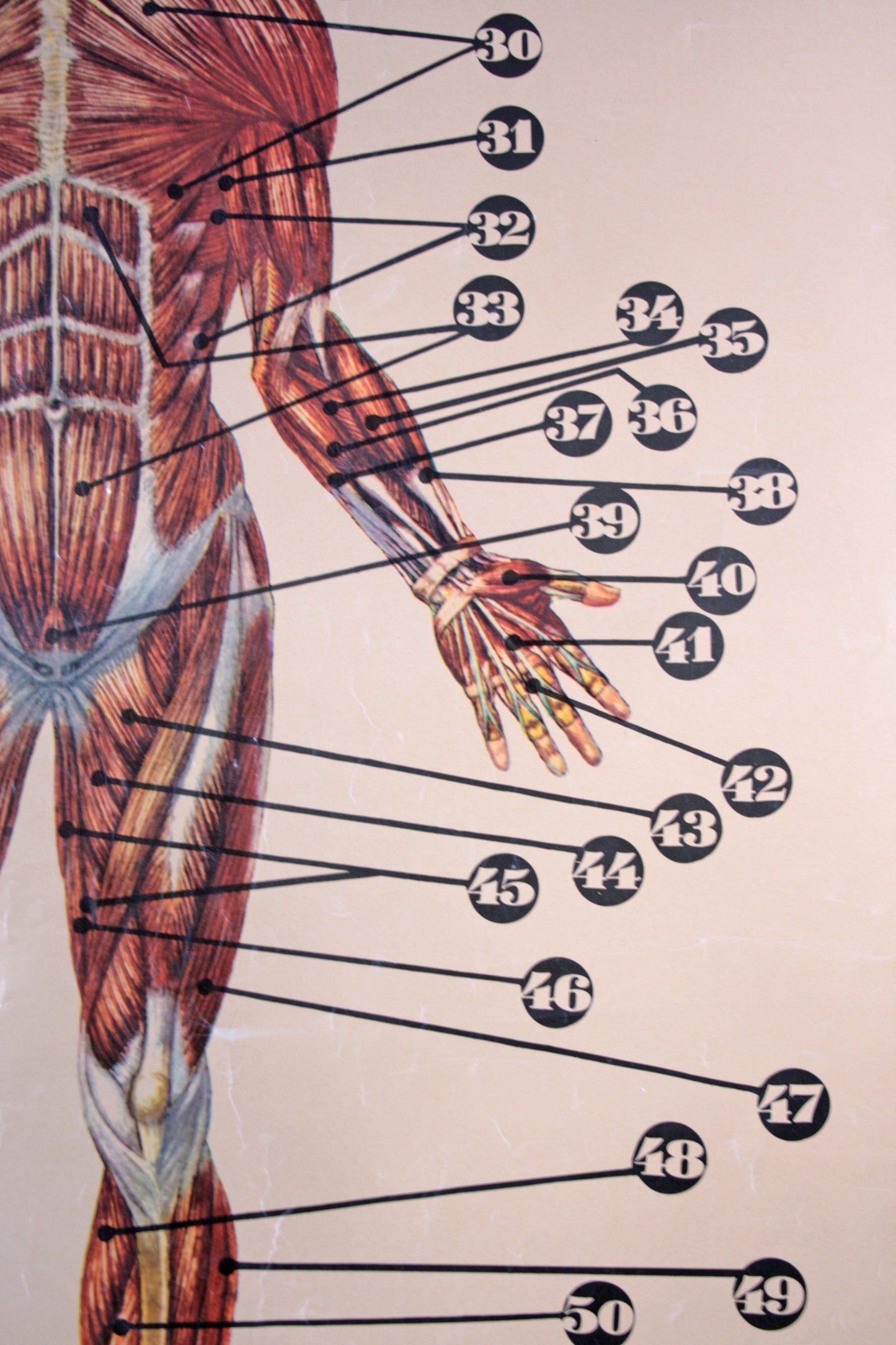 Cartel músculos del cuerpo humano .