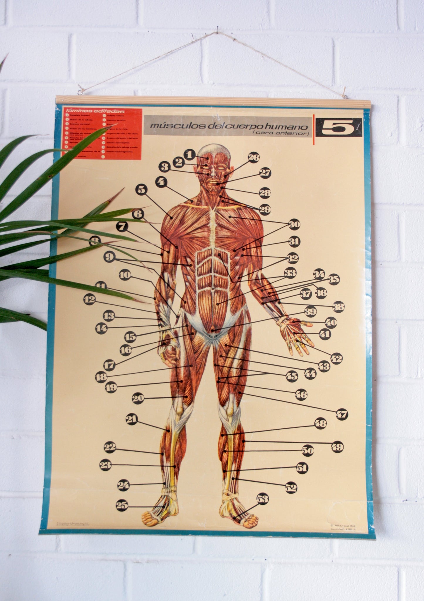 Cartel músculos del cuerpo humano .